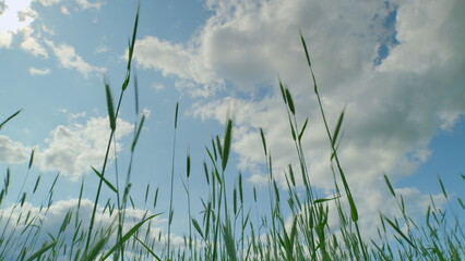 Lush Green Grass Spreading Out Under a Bright Blue Sky Filled with Fluffy White Clouds