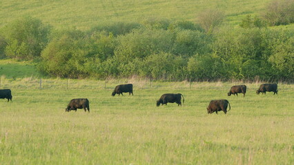 Grazing Cattle in a Serene and Picturesque Pastoral Landscape That Invokes Peace