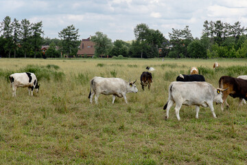 Cows grazing on dry grass pasture on a farm in summer cattle in field 