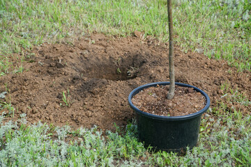 Young tree sapling in a black plastic pot placed beside a freshly dug planting hole on a grassy lawn in a city park awaiting transplantation. Photo