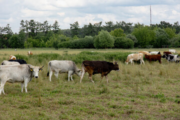 Cows grazing on dry grass pasture on a farm in summer cattle in field 