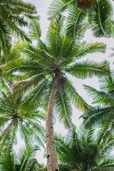 Fototapeta premium High angle view of coconut tree from below with cloudy sky background