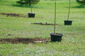 Young tree saplings in black plastic pots arranged on a lush green lawn ready for planting in a city park, illustrating urban greening efforts. Photo