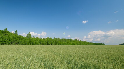 Fototapeta premium A Serene Agricultural Landscape With a Vast Expanse Under a Clear Blue Sky Above