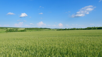 A Beautiful Lush Green Wheat Field Spreading Beneath a Clear and Bright Blue Sky