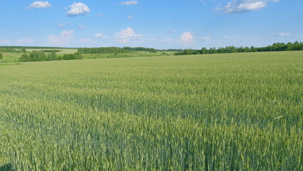 Obraz premium A Beautiful Lush Green Wheat Field Stretching Resplendently Under A Clear Blue Sky Above It