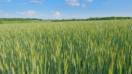 A Vibrant, Lush Green Wheat Field Extends Across the Land Beneath a Clear, Beautiful Blue Sky