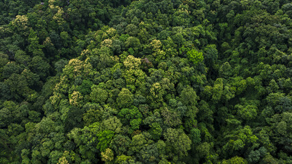 Forest and tree landscape texture abstract background, Ecosystem and healthy ecology environment concepts.