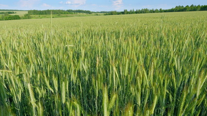 A Beautiful, Lush Green Wheat Field Sprawls Under a Clear, Bright Sky with No Clouds
