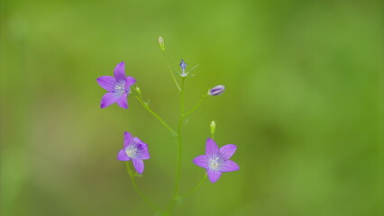 Fototapeta premium Delicate Purple Flowers That Bloom Gracefully Amidst Fresh Greenery in Natures Embrace