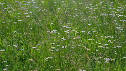 Obraz premium A Serene Field of Vibrant Wildflowers Bathed in Beautiful Natural Light and Colors