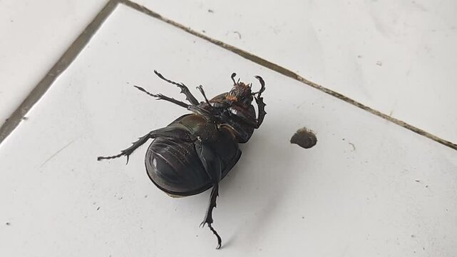A horn beetle (Oryctes rhinoceros) tries to turn its body over on white ceramic