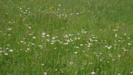 A Vibrant Meadow Filled with a Variety of Wildflowers in Their Full Blooming Glory