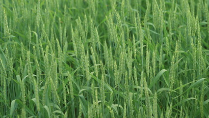 A beautiful and lush green wheat field currently in its growth stage, flourishing beautifully