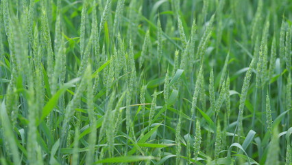 Vast Fields of Flourishing Green Wheat Are Perfectly Ready for a Bountiful Harvest Soon