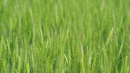 Obraz premium Lush Green Field with Tall Grasses, showcasing natures beauty and inviting tranquility