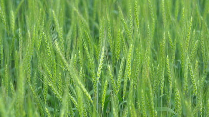 A Beautiful, Lush Green Grass Field Awash in the Stunning and Vibrant Light of Springtime