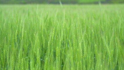 A Beautiful Vibrant Green Grass Field Brilliantly Captured in Soft Natural Light