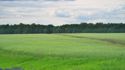 Obraz premium Vibrant Green Fields Spread Beneath a Beautiful Cloudy Sky, Showcasing Natures Splendor