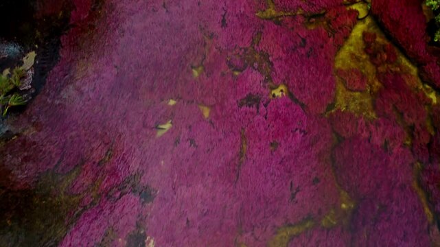 Aerial View of Colorful River and Jungle &ndash; Ca&ntilde;o Cristales, La Macarena, Colombia