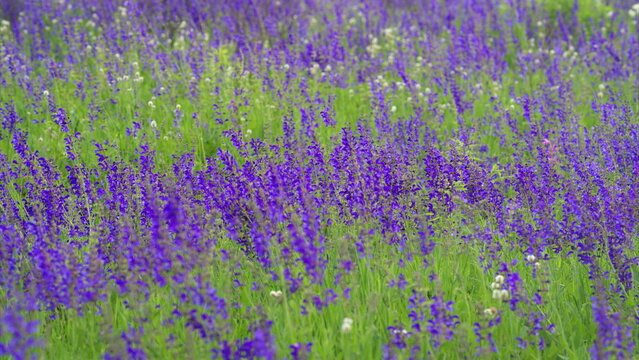 Experience the Beautiful Lavender Field in Full Bloom, a true feast for the senses