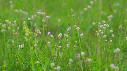 A Serene and Picturesque Green Field Adorned with Beautiful Wildflowers in Full Bloom