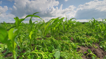 A Beautiful, Lush Green Cornfield Set Against a Dramatically Stunning Sky Filled with Clouds