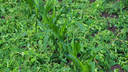 Corn Plants Perfectly Surrounded by Lush, Vibrant Green Foliage and Natural Beauty