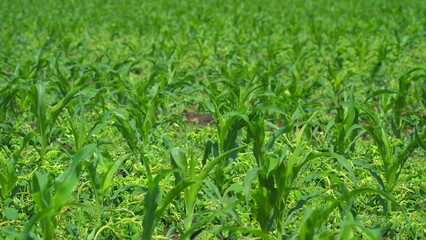 A Lush and Vibrant Cornfield Thriving Under Bright and Warm Sunlight on a Beautiful Day