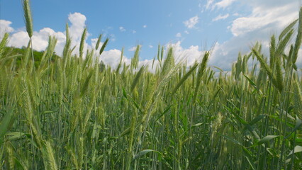 A Lush Green Wheat Field Spreading Out Under a Clear Blue Sky Filled with White Clouds