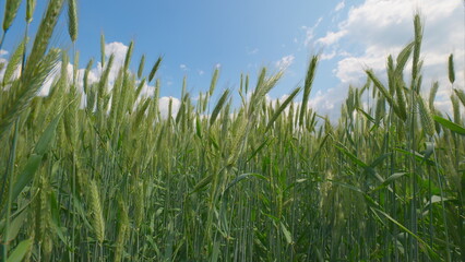 A beautiful, lush wheatfield flourishes under a clear and vibrant blue sky above