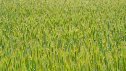 Lush Green Field A Bountiful Harvest That Beautifully Reflects the Wonders of Nature