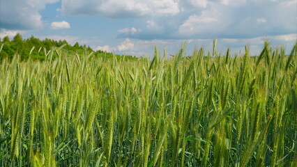 A Vibrant Green Wheat Field Expansively Spreads Under a Bright and Clear Blue Sky
