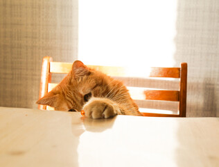 Red cat steals