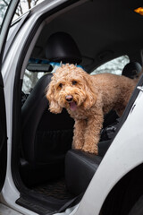 Sad Golden Doodle left alone in a car with black leather interior, looking out with longing eyes....