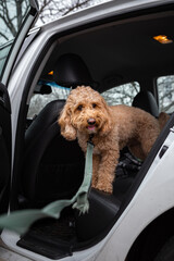Brown Golden Doodle looks outside through the open door of a white car with black interior. Curious...