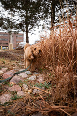 Brown Golden Doodle blends into dry brown grass during an outdoor walk. Perfect natural camouflage...