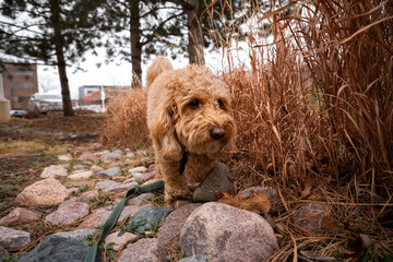Brown Golden Doodle blends into dry brown grass during an outdoor walk. Perfect natural camouflage for this fluffy pup.