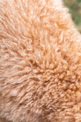 Close-up of caramel-colored Golden Doodle fur, showing tight curls and soft waves in detailed texture.