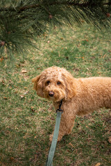Golden Doodle dog standing on green grass under a pine tree in a city park, enjoying a peaceful...