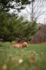 Golden Doodle dog lies on green grass under a pine tree in a city park, enjoying a peaceful outdoor...