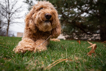 Golden Doodle dog lies on green grass under a pine tree in a city park, enjoying a peaceful outdoor moment.