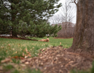 Golden Doodle dog lies on green grass under a pine tree in a city park, enjoying a peaceful outdoor moment.
