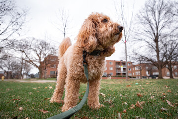 Curly Golden Doodle dog on a leash standing in a park, looking straight at the camera on a cloudy spring day.