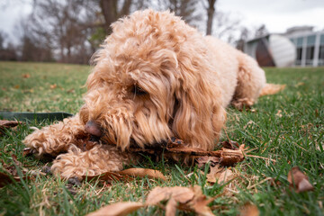 Golden Doodle dog lies on green grass under a pine tree in a city park, enjoying a peaceful outdoor moment.