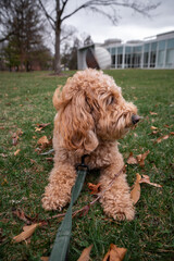 Golden Doodle dog lies on green grass under a pine tree in a city park, enjoying a peaceful outdoor...