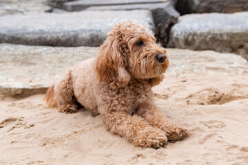 Golden Doodle dog laying down on sandy beach near stone slabs, looking away with calm and relaxed...