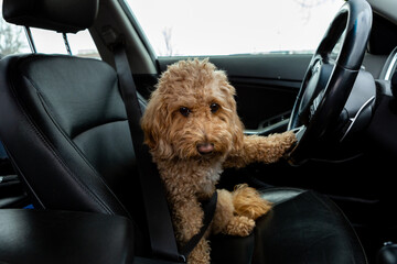 Brown Golden Doodle sits behind the wheel of a car with a black interior, playfully posing as the...
