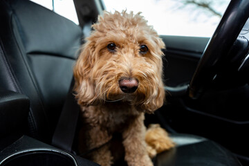 Sad Golden Doodle left alone in a car with black leather interior, looking out with longing eyes....