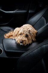 Sad Golden Doodle left alone in a car with black leather interior, looking out with longing eyes....